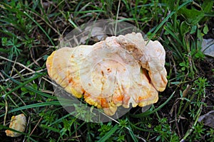 Laetiporus sulphureus mushroom common names are crab-of-the-woods, sulphur polypore, sulphur shelf, and chicken-of-the-woods, fung