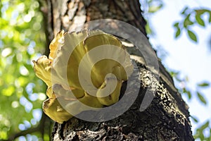 Laetiporus sulphureus mushroom on prunus wooden trunk on brown bark, cluster of beautiful yellow tasty mushrooms