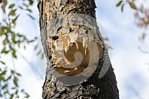 Laetiporus sulphureus mushroom on prunus wooden trunk on brown bark, cluster of beautiful yellow tasty mushrooms in sunlight