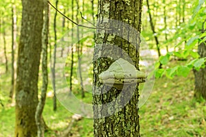 Laetiporus Sulphureus on old tree