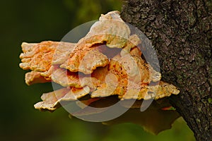 Laetiporus sulphureus photo