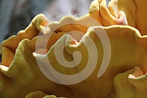 Laetiporus sulphureus is species of bracket fungus