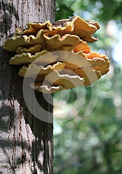 Laetiporus sulphureus is species of bracket fungus