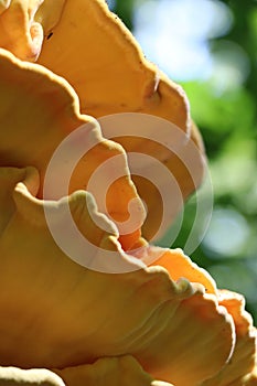 Laetiporus sulphureus is species of bracket fungus