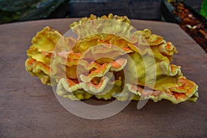 Laetiporus sulphureus Sulfur Shelf mushroom