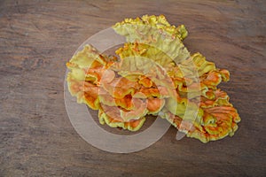 Laetiporus sulphureus Sulfur Shelf mushroom