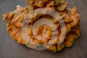 Laetiporus sulphureus Sulfur Shelf mushroom