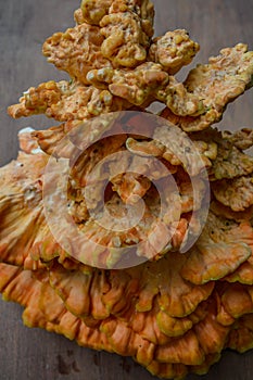 Laetiporus sulphureus Sulfur Shelf mushroom