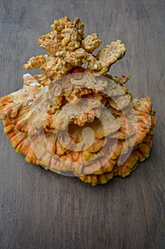 Laetiporus sulphureus Sulfur Shelf mushroom