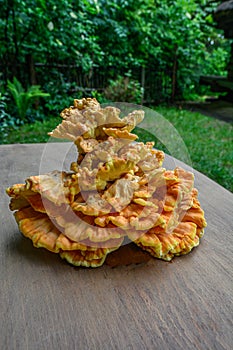 Laetiporus sulphureus Sulfur Shelf mushroom