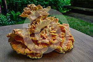 Laetiporus sulphureus Sulfur Shelf mushroom