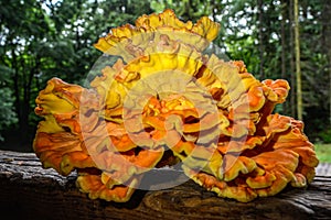 Laetiporus sulphureus Sulfur Shelf mushroom