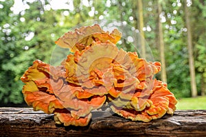 Laetiporus sulphureus Sulfur Shelf mushroom