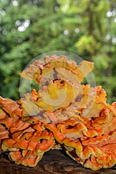 Laetiporus sulphureus Sulfur Shelf mushroom