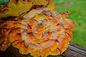 Laetiporus sulphureus Sulfur Shelf mushroom