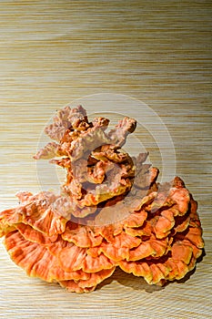 Laetiporus sulphureus Sulfur Shelf mushroom