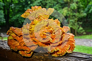 Laetiporus sulphureus Sulfur Shelf mushroom