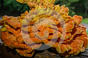 Laetiporus sulphureus Sulfur Shelf mushroom