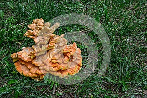 Laetiporus sulphureus Sulfur Shelf mushroom