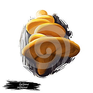 Laetiporus sulphureus, sulphur polypore or shelf mushroom closeup digital art illustration. Bracket fungus have orange cap.