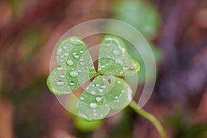 Lag Miert - Macro of Wildflowers 7