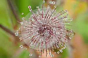 Lag Miert - Macro of Wildflowers 8