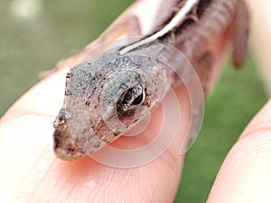 Lagartija Lizard