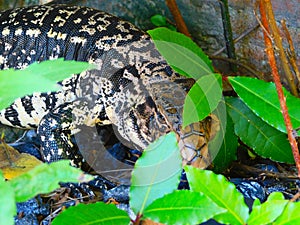 Lagarto overo entre la vegetaciÃ³n.