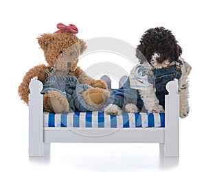 lagatto romagnolo puppy and teddy bear