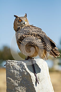 Lage owl on a rock