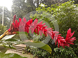 Lage park Red ginger Flower Rio de Janeiro Brazil photo