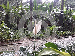 Lage park White Anthurium Tailflower Rio de Janeiro Brazil