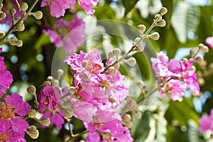 Lagerstroemia Blooming