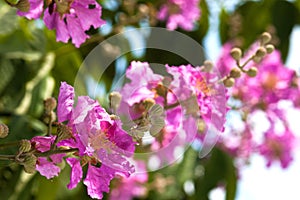 Lagerstroemia Blooming