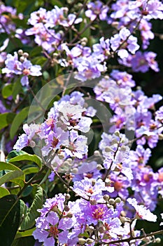 Lagerstroemia Blooming