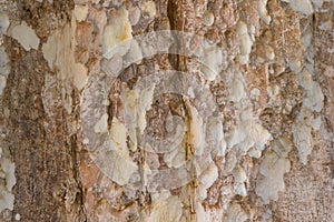 Lagerstroemia calyculata Kurz tree bark.