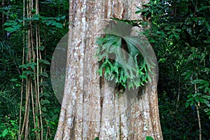 Lagerstroemia calyculata Kurz tree and bark flowers in Thailand