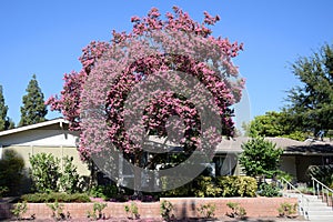 Lagerstroemia, commonly known as crape myrtle or crepe myrtle.