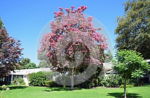 Lagerstroemia, commonly known as crape myrtle or crepe myrtle. photo