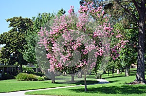 Lagerstroemia, commonly known as crape myrtle or crepe myrtle. photo