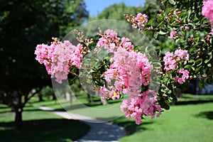 Lagerstroemia, commonly known as crape myrtle or crepe myrtle. photo