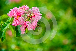 Lagerstroemia, commonly known as crape myrtle or crepe myrtle