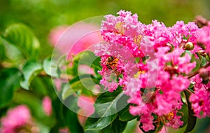 Lagerstroemia, commonly known as crape myrtle or crepe myrtle