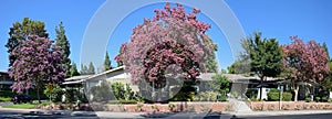 Lagerstroemia, commonly known as crape myrtle or crepe myrtle.