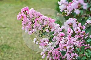 Lagerstroemia commonly known as crape myrtle growing in Vietnam