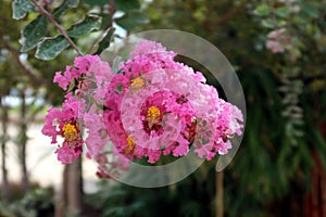 Lagerstroemia commonly known as crape myrtle