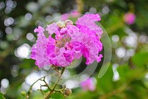 Lagerstroemia floribunda flower in nature garden