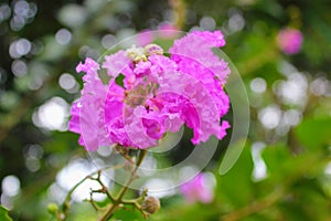 Lagerstroemia floribunda flower in nature garden photo