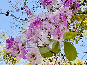 Lagerstroemia floribunda ,Pride of India,Queen`s flower. Bunch of flower with blue sky.