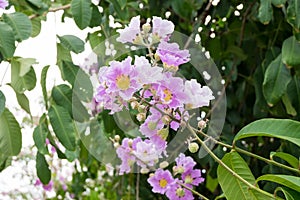 Lagerstroemia floribunda or Thai crape myrtle, tree with purple